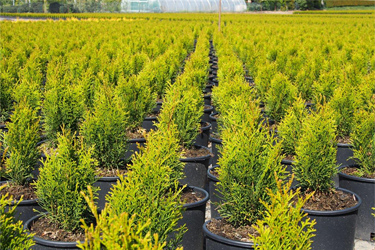 Thuja in der Baumschule
