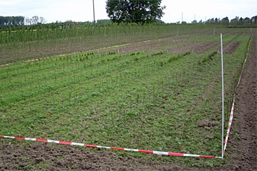 Tastversuche in der Baumschule