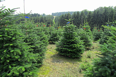 Erntereife Weihnachtsbäume