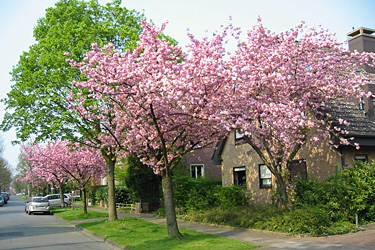 Zierkirschen