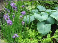 Chelsea Flower Show