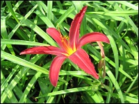 Hemerocallisblüte