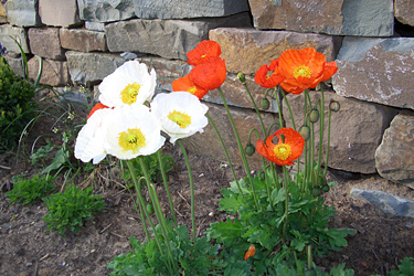 Mohn vor einer Steinmauer