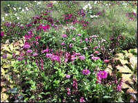 Stauden in pink und lila