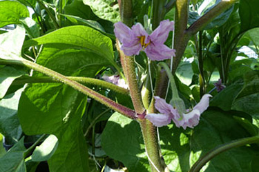 Auberginenblüten