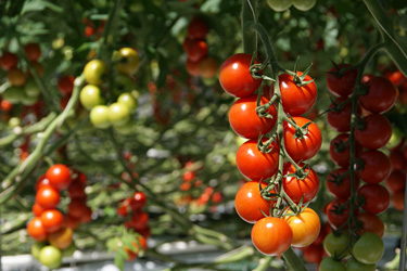 Cocktailtomaten in Straelen