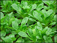 Feldsalat