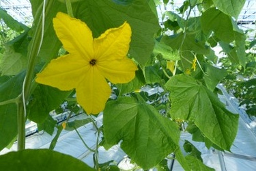 Gurkenblüte