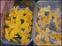 Gurkenblüten für die Gastronomie