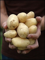Kartoffeln