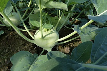 Kohlrabi im Oktober