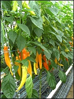 paprikaauweiler