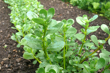 Portulak (Portulaca oleracea)