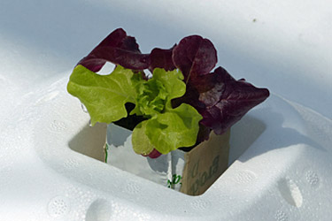 Salat in einer Floatpalette