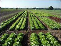 Salatpflanzung in Roleber