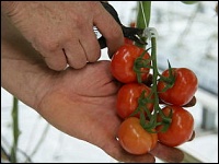Tomatenernte