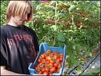 Tomatenernte LED