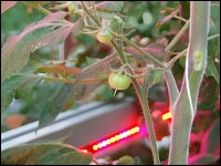 Tomaten mit LED-Licht