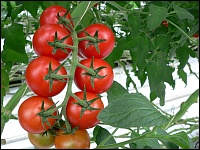 Tomaten