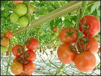Versuche mit Tomaten