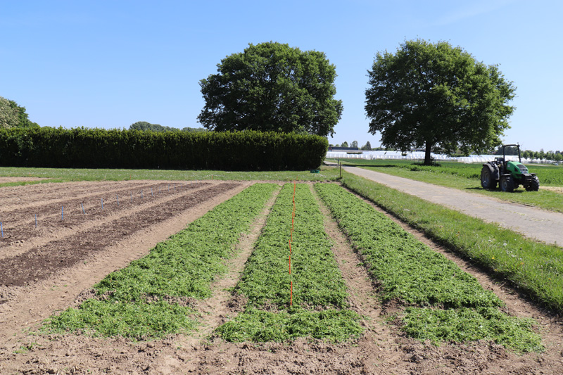 Versuchsflächen im Ökologischen Gartenbau in Auweiler