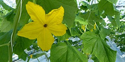 Gurkenblüte
