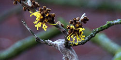 Hamamelis mollis