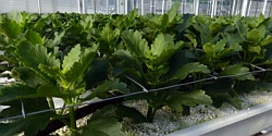 Kalanchoe für den Schnitt in Substratkultur