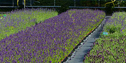 Lavendel, Fotorundgang August 2014