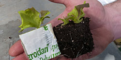 Salat in Grodan und Torftopf