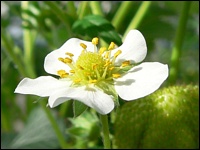 Erdbeerblüte im Tunnelgewächshaus
