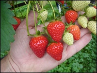Erdbeeren in der Hand