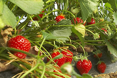 Erdbeeren an der Pflanze. Foto: Landgard