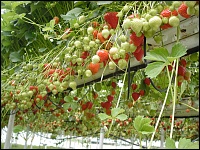 Erdbeeren