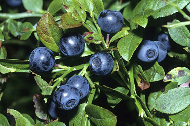 Heidelbeeren (Vaccinium myrtilus)
