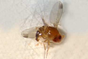 Adultes Männchen der Kirschessigfliege Drosophila suzukii