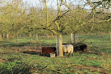 Obstwiese mit Schafen