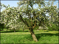 Streuobstwiese