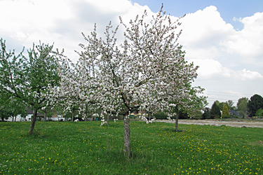 Streuobstwiese in Blüte