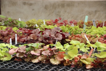 Die Farben der Heuchera spiegeln den kompletten „Indian Summer“ wider!