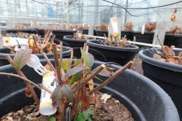 Fotorundgang 11 / 2025 Straelen