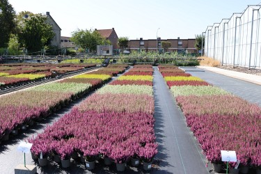 Fotorundgang Straelen 09 / 2026