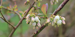 Heidelbeerblüte