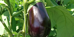 Die Aubergine entwickeln sich prima