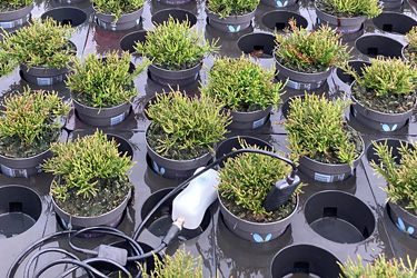 Sensoren zur Feuchtemessung bei Topfpflanzen