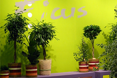 Ficus-Präsentation auf der IPM