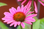 Sonnenhut (Echinacea purpurea)