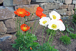 Mohn im Steingarten
