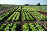 Salatpflanzung Roleber