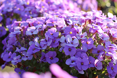 Blaukissen (Aubretia)